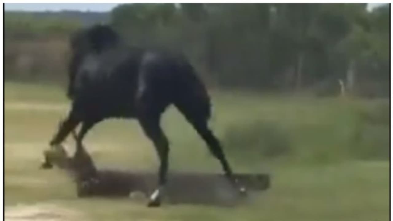  മുതലയും കുതിരയും ഏറ്റുമുട്ടിയാല്‍ ആരാകും വിജയി ? കാണാം ആ അങ്കക്കാഴ്ച 