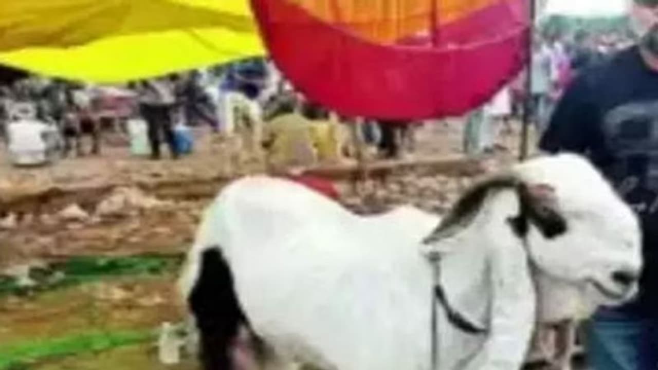 ரூ.6 லட்சம் விலை போன ‘ஷாரூக்கான்’ ஆடு! ரூ.6 லட்சம் விலை போன ‘ஷாரூக்கான்’ ஆடு!