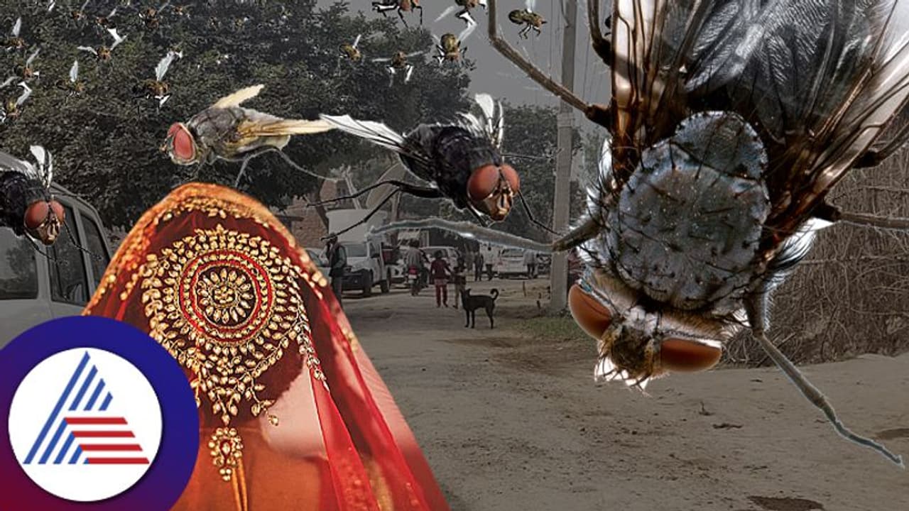 Uttar Pradesh : ನೊಣದ ಕಾಟಕ್ಕೆ ಬದುಕು ದುಸ್ತರ, ಇಲ್ಲಿಯ ಯುವಕರಿಗೆ ಮದುವೆಯಾಗಲು ನೊಣವೇ ಅಡ್ಡಿ