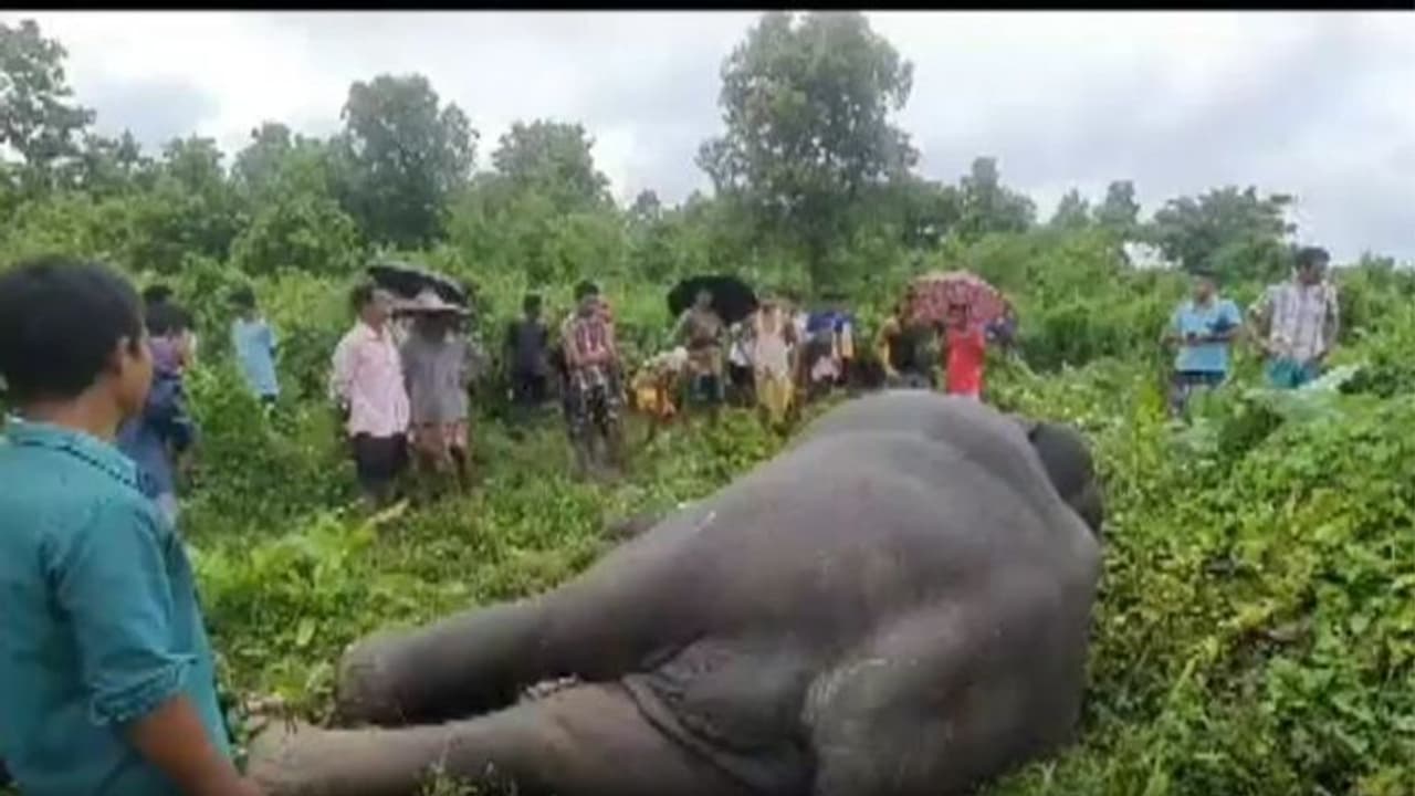 ಅಕ್ರಮ ವಿದ್ಯುತ್‌ ತಂತಿ ಬೇಲಿಗೆ ಕಾಡಾನೆ ಬಲಿ: ಜಮೀನಿನ ರೈತ ಪರಾರಿ