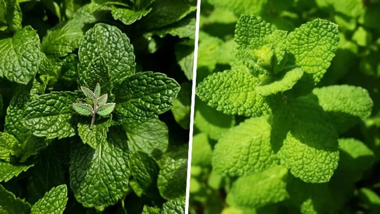 From digestive support to pain relief: unveiling the miraculous benefits of Mint leaves From digestive support to pain relief: unveiling the miraculous benefits of Mint leaves