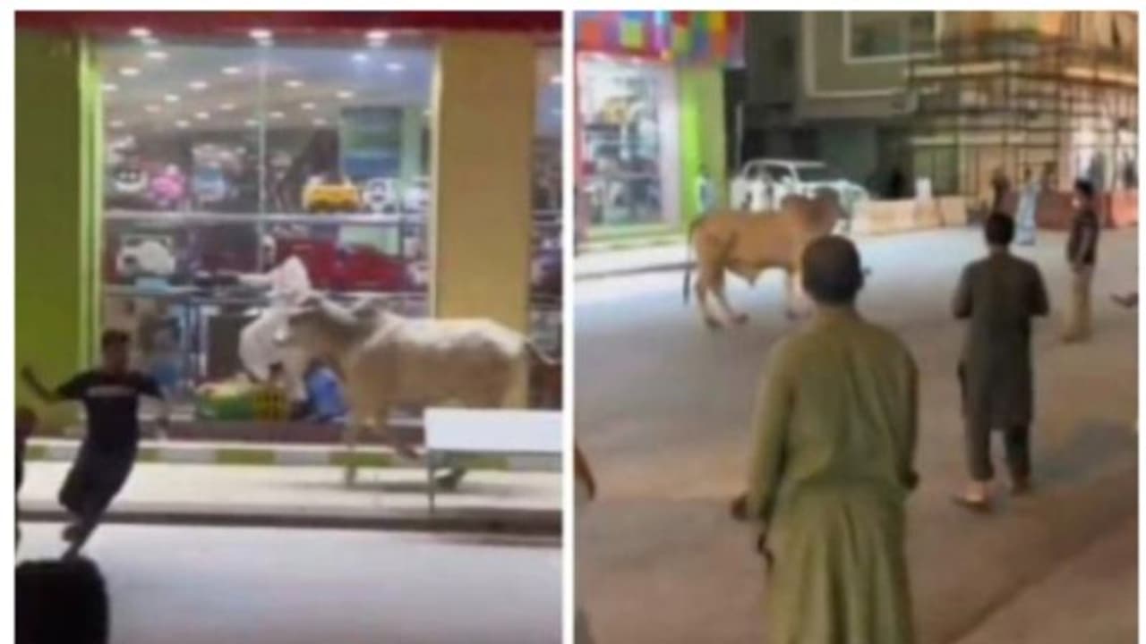 റിയാദ് നഗരത്തിൽ പരിഭ്രാന്തി പരത്തി കാള വിരണ്ടോടി; വീഡിയോ സാമൂഹിക മാധ്യമങ്ങളില് വൈറല് റിയാദ് നഗരത്തിൽ പരിഭ്രാന്തി പരത്തി കാള വിരണ്ടോടി; വീഡിയോ സാമൂഹിക മാധ്യമങ്ങളില് വൈറല്