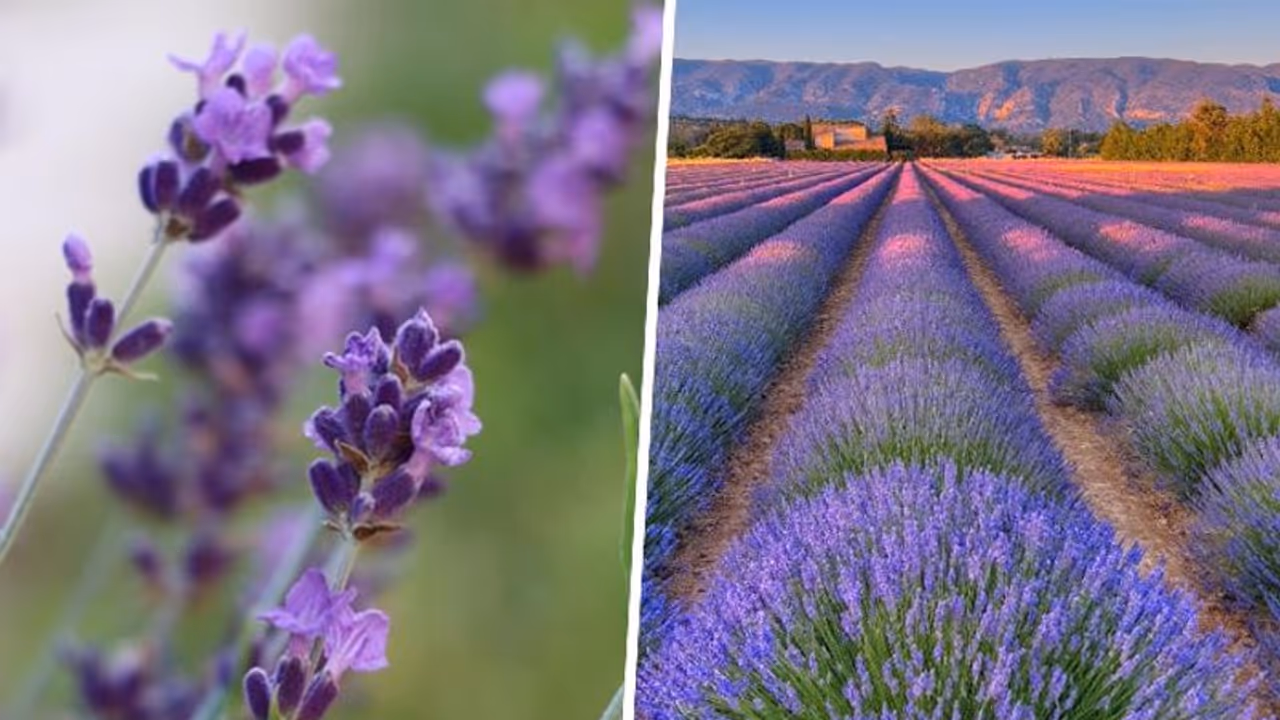 From Skin care to Mood booster: Lavender being the magic aromatic herb