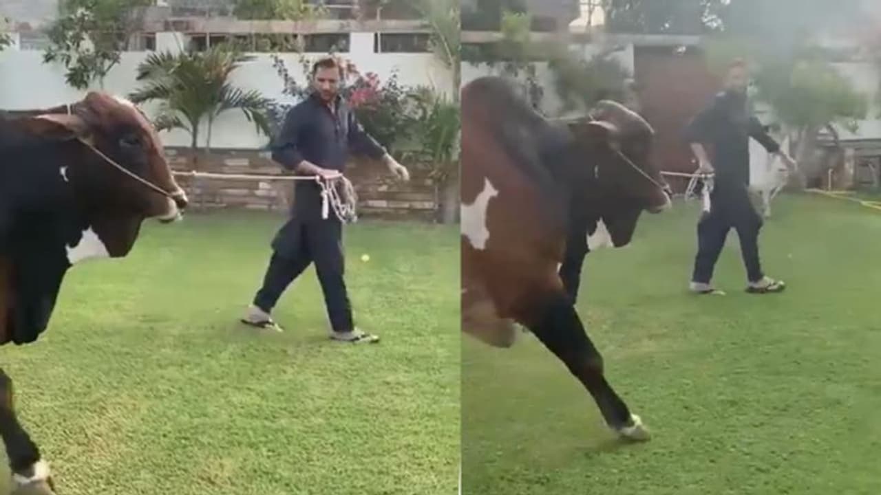 ரூ.4 கோடி மதிப்புள்ள காளையை வாங்கி இறைச்சியை ஏழைகளுக்கு கொடுத்த ஷாகீத் அப்ரிதி!