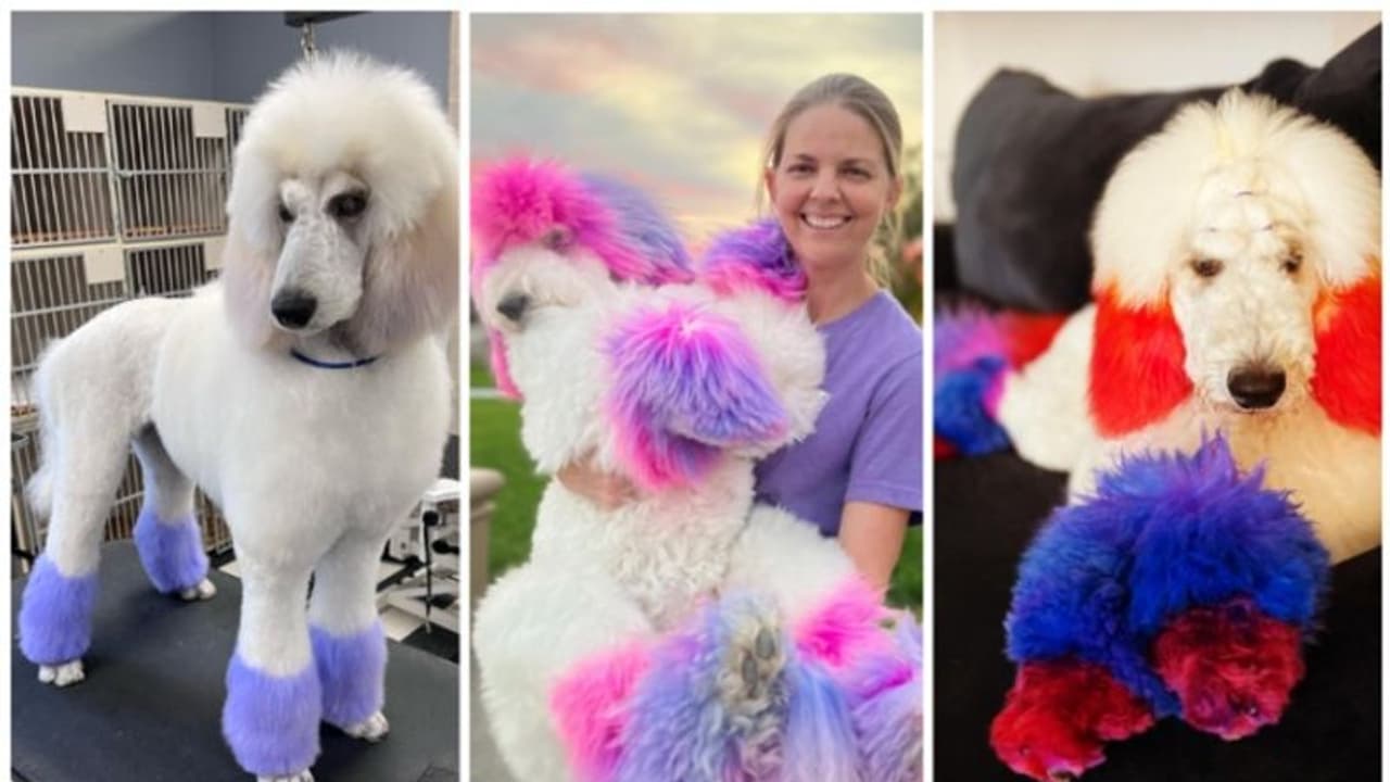 വളർത്ത് നായ്ക്കളുടെ പരിചരണത്തിനായി സമ്പാദ്യത്തിന്റെ ഒരു വിഹിതം മാറ്റിവെച്ച് അമേരിക്കൻ യുവതി വളർത്ത് നായ്ക്കളുടെ പരിചരണത്തിനായി സമ്പാദ്യത്തിന്റെ ഒരു വിഹിതം മാറ്റിവെച്ച് അമേരിക്കൻ യുവതി