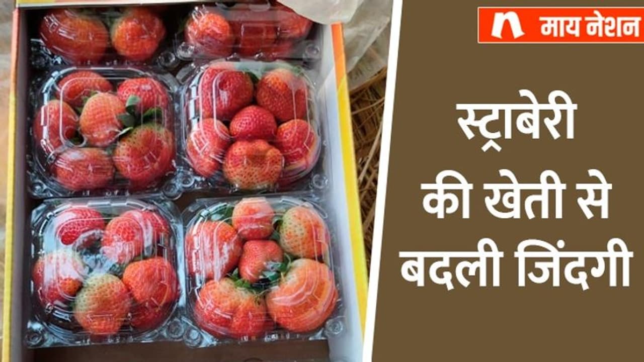 स्ट्राबेरी बेचकर बाराबंकी के सत्येंद्र वर्मा को 1st टाइम मिले 5 हजार रु., अब एक झटके में कमाते हैं 20 लाख