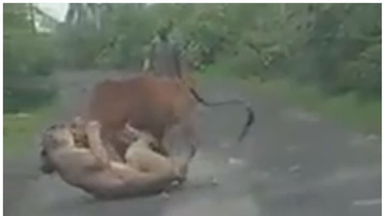 പട്ടാപ്പകല് നടുറോഡില് പശുവിന്റെ കഴുത്തിന് പിടിച്ച് പെണ്സിംഹം; ഓടിച്ച് വിട്ട് കര്ഷകന്, വൈറല് വീഡിയോ ! പട്ടാപ്പകല് നടുറോഡില് പശുവിന്റെ കഴുത്തിന് പിടിച്ച് പെണ്സിംഹം; ഓടിച്ച് വിട്ട് കര്ഷകന്, വൈറല് വീഡിയോ !
