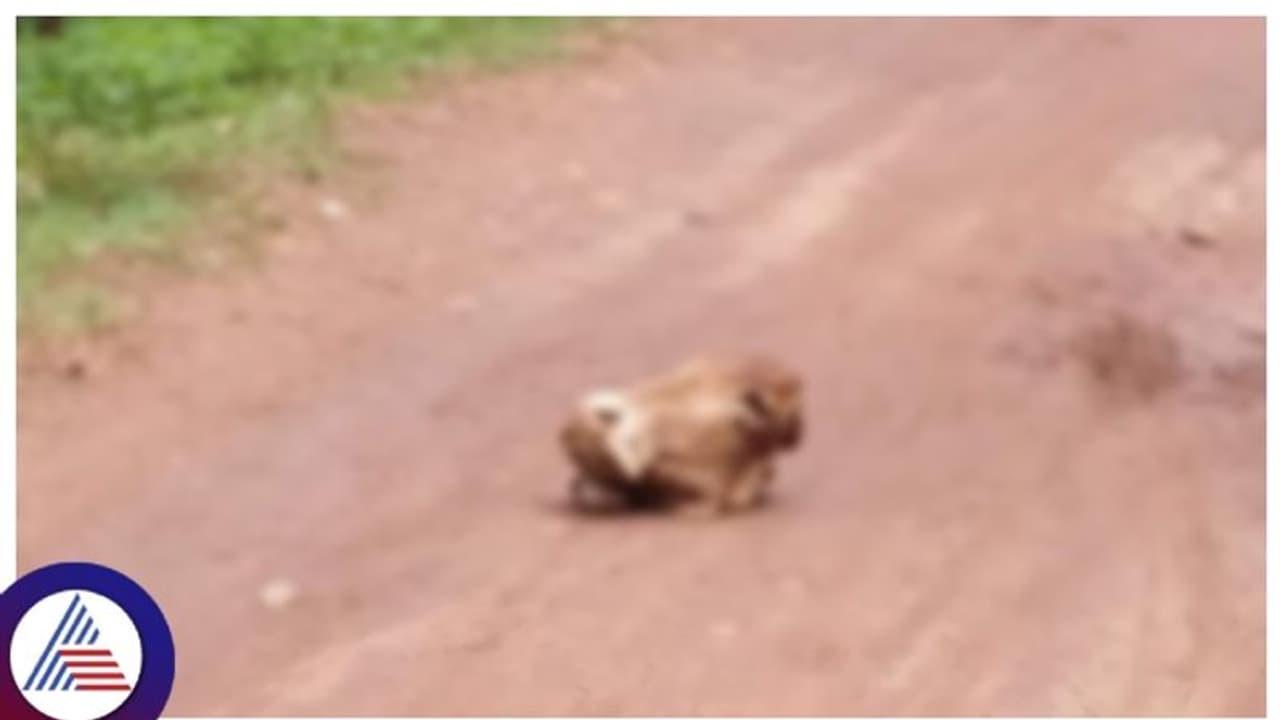 Uttara Kannada: ದೇಹದಿಂದ ಬೇರ್ಪಟ್ಟ ಗೋವಿನ ತಲೆ ನಡು ರಸ್ತೆಯಲ್ಲಿ ಪತ್ತೆ! Uttara Kannada: ದೇಹದಿಂದ ಬೇರ್ಪಟ್ಟ ಗೋವಿನ ತಲೆ ನಡು ರಸ್ತೆಯಲ್ಲಿ ಪತ್ತೆ!