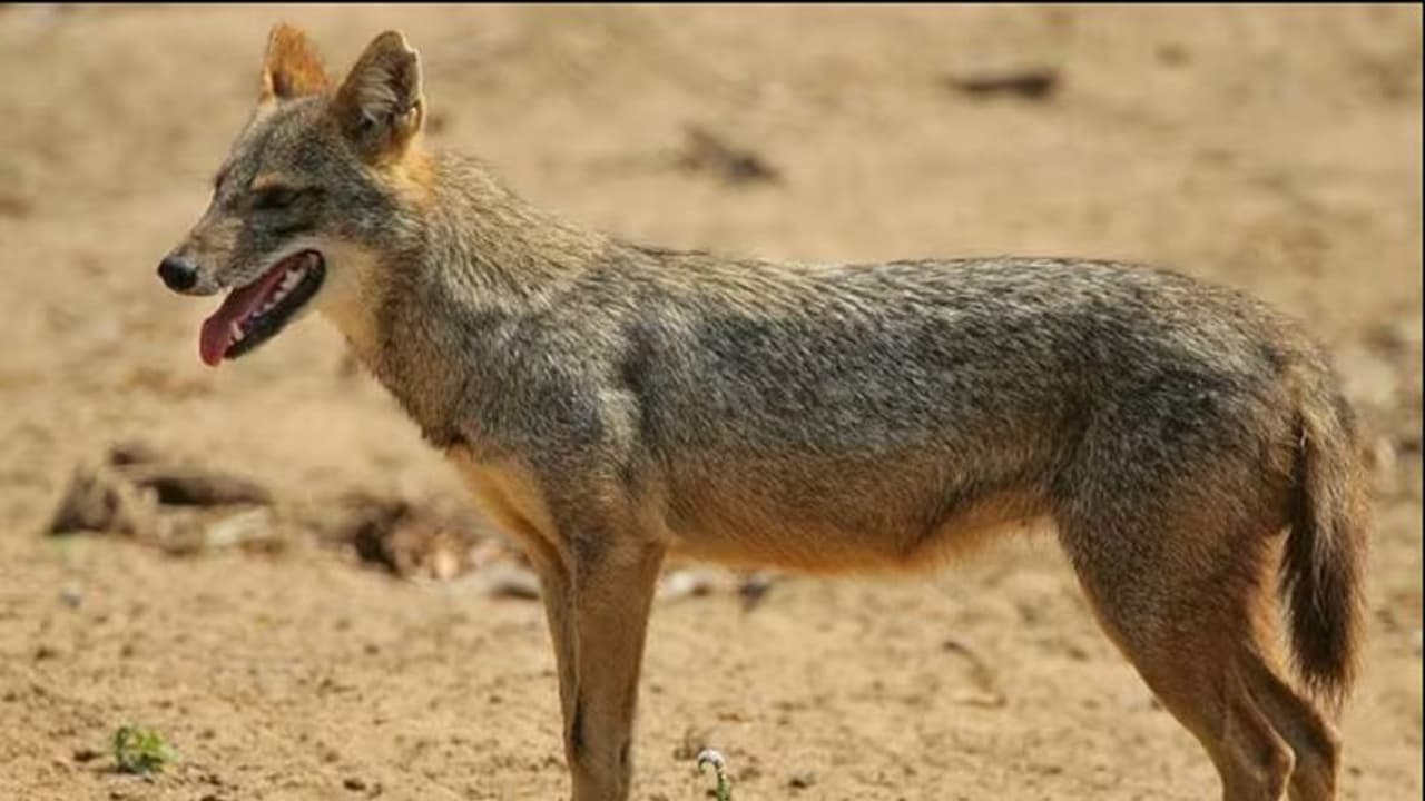 തെരുവുനായകൾക്ക് പുറമെ ഭ്രാന്തൻ കുറുക്കനും; കടിയേറ്റത് നിരവധി പേർക്ക് തെരുവുനായകൾക്ക് പുറമെ ഭ്രാന്തൻ കുറുക്കനും; കടിയേറ്റത് നിരവധി പേർക്ക്