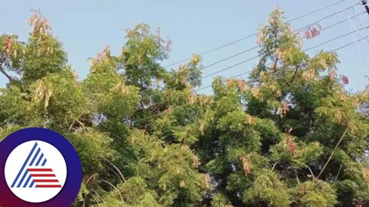 ಕಲ್ಯಾಣ ಕರ್ನಾಟಕದ ಹಸಿರುಗೆ ರಾಜ್ಯ ಸರ್ಕಾರದಿಂದಲೇ ಕೊಡಲಿ ಏಟು! ಕಲ್ಯಾಣ ಕರ್ನಾಟಕದ ಹಸಿರುಗೆ ರಾಜ್ಯ ಸರ್ಕಾರದಿಂದಲೇ ಕೊಡಲಿ ಏಟು!