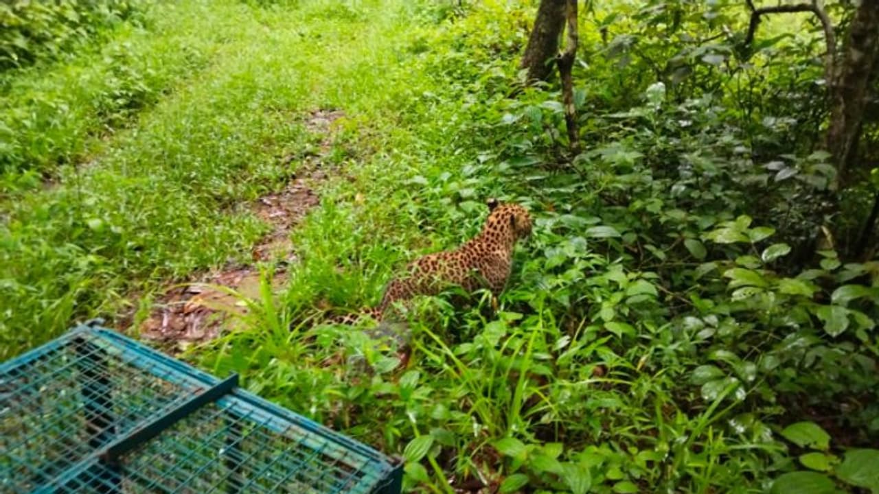 സീതത്തോട്ടിൽ അവശനിലയിൽ കണ്ടെത്തിയ പുലിക്ക് 'കനെയ്ന് ഡിസ്റ്റെംപർ'; ചികിത്സയ്ക്ക് ശേഷം തിരികെ വനത്തിലേക്ക് സീതത്തോട്ടിൽ അവശനിലയിൽ കണ്ടെത്തിയ പുലിക്ക് 'കനെയ്ന് ഡിസ്റ്റെംപർ'; ചികിത്സയ്ക്ക് ശേഷം തിരികെ വനത്തിലേക്ക്
