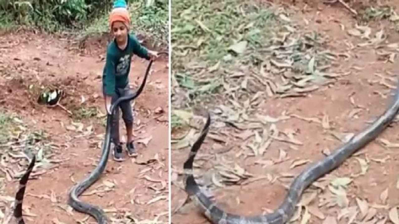 രാജവെമ്പാലയുടെ വാലിൽ പിടിച്ച് ആറ് വയസുകാരൻ, ഇത് അപകടകരം എന്ന് സോഷ്യൽ മീഡിയ രാജവെമ്പാലയുടെ വാലിൽ പിടിച്ച് ആറ് വയസുകാരൻ, ഇത് അപകടകരം എന്ന് സോഷ്യൽ മീഡിയ