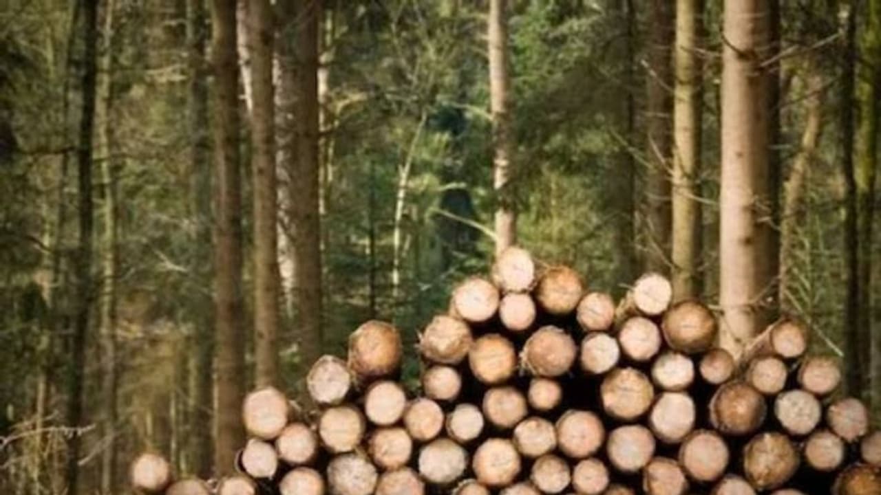 Over 5 lakh trees face axe in Tumakuru for Green energy expansion in Karnataka: Report