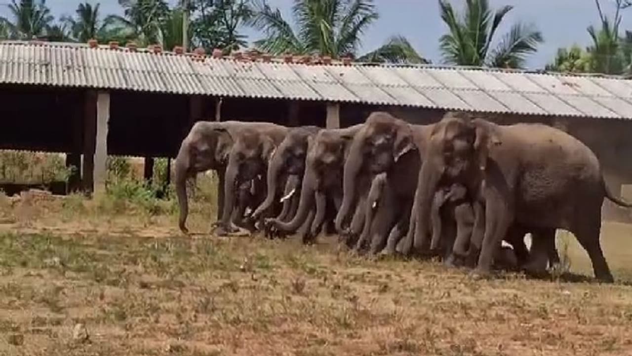 ಕನಕಪುರ: ಕೆರಳಾಳುಸಂದ್ರದ ಬಳಿ ಆನೆಗಳ ಹಿಂಡು ಪ್ರತ್ಯಕ್ಷ..! ಕನಕಪುರ: ಕೆರಳಾಳುಸಂದ್ರದ ಬಳಿ ಆನೆಗಳ ಹಿಂಡು ಪ್ರತ್ಯಕ್ಷ..!