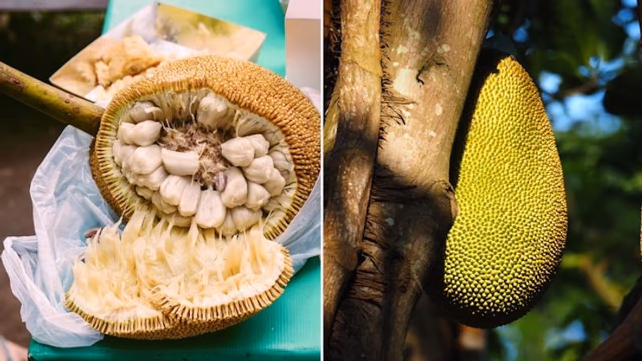 7 Delicious Ways to Eat Jackfruit: From Tacos to Ice Cream, Discover the Versatility of This Tropical Fruit