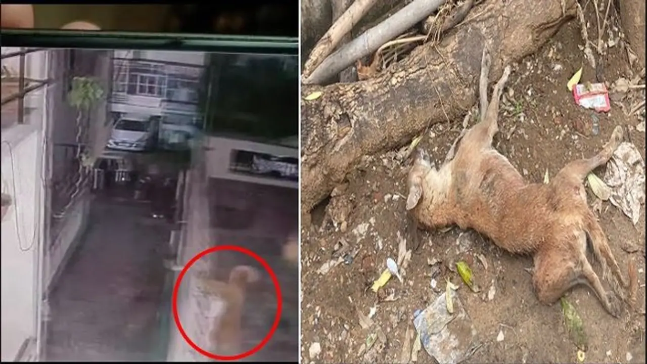 dog brutally beaten in rajasthan