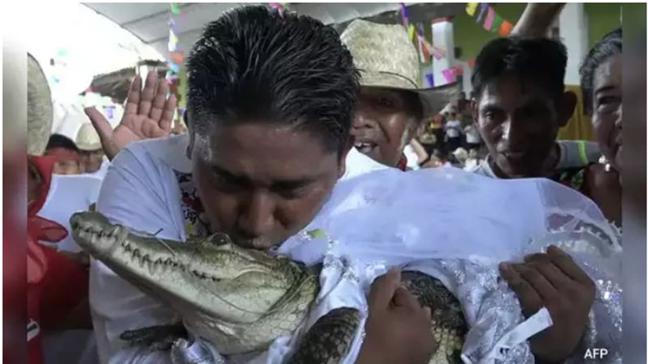 വിവാഹ വസ്ത്രമണിഞ്ഞ് സുന്ദരിയായി മുതല വധു, വരനായി മേയർ; മുതല വിവാഹത്തിന് പിന്നിലെ കാരണമിത്... വിവാഹ വസ്ത്രമണിഞ്ഞ് സുന്ദരിയായി മുതല വധു, വരനായി മേയർ; മുതല വിവാഹത്തിന് പിന്നിലെ കാരണമിത്...