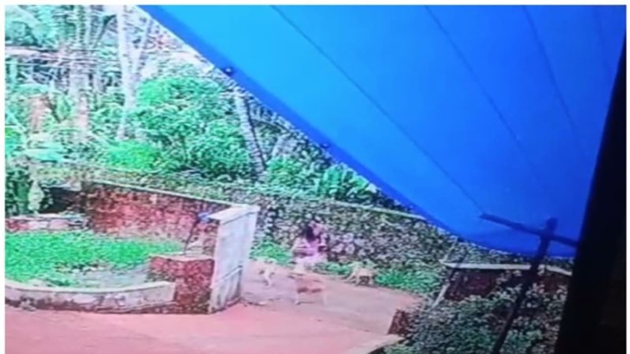 വീണ്ടും തെരുവുനായ് ആക്രമണം: കൂട്ടത്തോടെ പാഞ്ഞടുത്ത നായ്ക്കളിൽ നിന്നും യുവതി രക്ഷപ്പെട്ടത് തലനാരിഴയ്ക്ക്! വീണ്ടും തെരുവുനായ് ആക്രമണം: കൂട്ടത്തോടെ പാഞ്ഞടുത്ത നായ്ക്കളിൽ നിന്നും യുവതി രക്ഷപ്പെട്ടത് തലനാരിഴയ്ക്ക്!