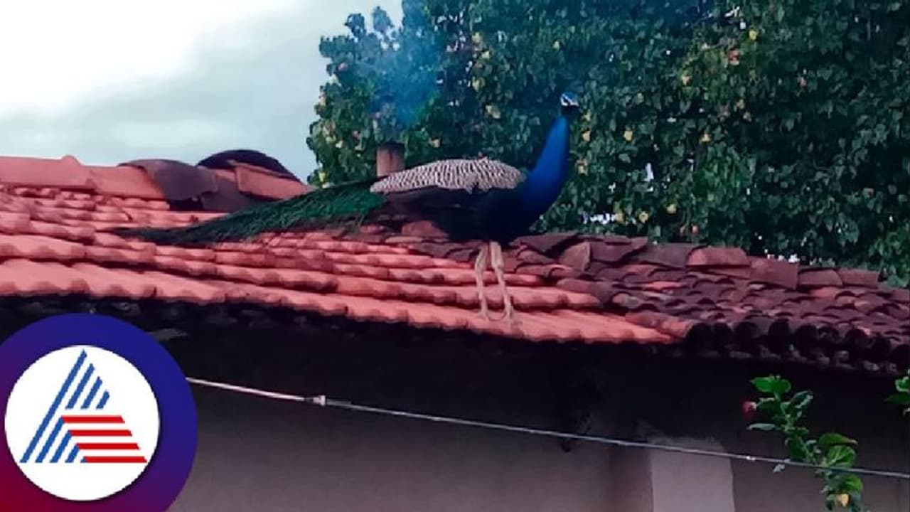 'ನವಿಲು ಹಲ್ಲೆ ಮಾಡಿದೆ' ಎಂದು ಅರಣ್ಯ ಇಲಾಖೆಗೆ ದೂರು ನೀಡಿದ ಮಹಿಳೆ!