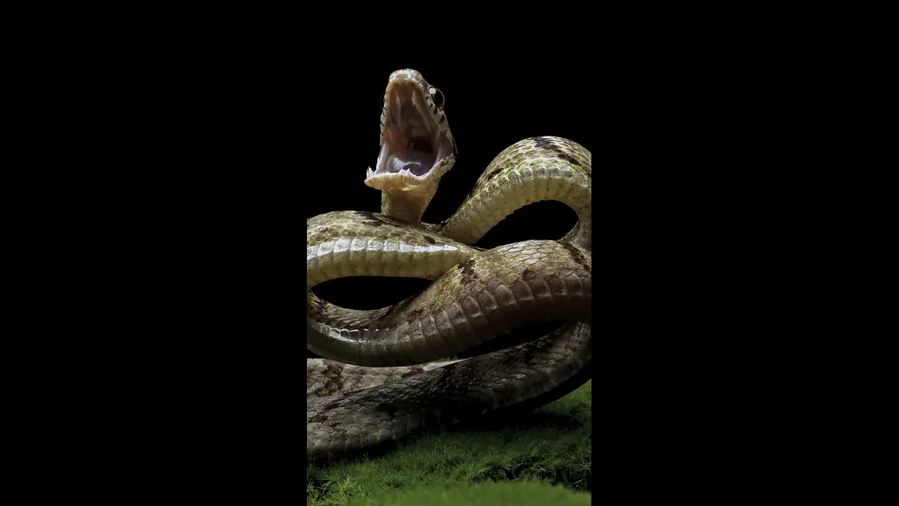 ಎಲೆಕ್ಷನ್ನಲ್ಲಿ ಹಾವಿಂದ ರಕ್ಷಣೆಗೆ ರಾಸಾಯನಿಕ: ಕಾರ್ಬೋಲಿಕ್‌ ಆಮ್ಲ ನೀಡಲು ರಾಜ್ಯ ಚುನಾವಣಾ ಆಯೋಗ ನಿರ್ದೇಶನ