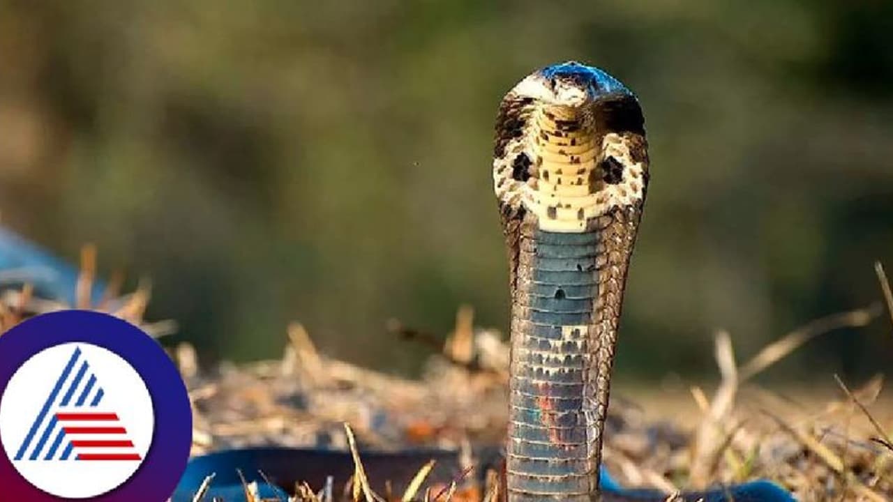 Wildlife: 12 ಅಡಿ ಉದ್ದದ ಕಾಳಿಂಗ ಸರ್ಪ ರಕ್ಷಿಸಿದ ಸ್ನೇಕ್ ಗಗನ್ Wildlife: 12 ಅಡಿ ಉದ್ದದ ಕಾಳಿಂಗ ಸರ್ಪ ರಕ್ಷಿಸಿದ ಸ್ನೇಕ್ ಗಗನ್