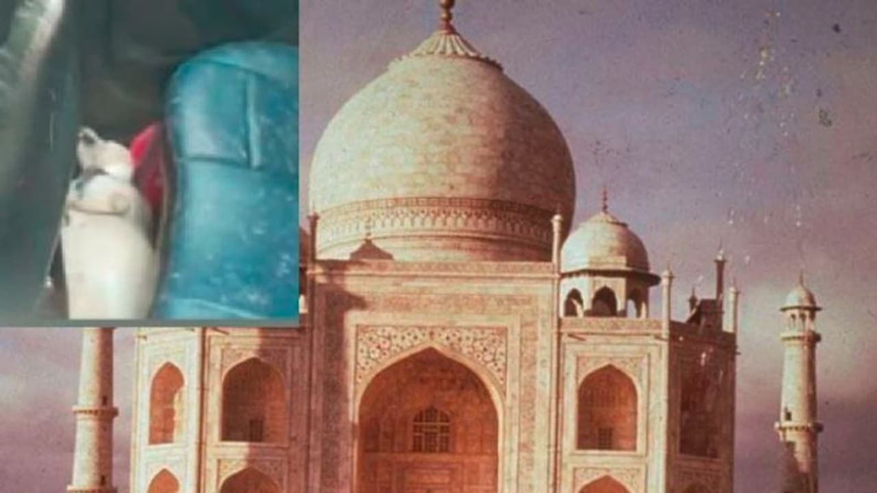 ನಾಯಿಯ ಕಾರೊಳಗೆ ಬಿಟ್ಟು ತಾಜ್ಮಹಲ್ ನೋಡಲು ಹೋದ ಪ್ರವಾಸಿಗರು: ಉಸಿರುಕಟ್ಟಿ ಶ್ವಾನ ಸಾವು ನಾಯಿಯ ಕಾರೊಳಗೆ ಬಿಟ್ಟು ತಾಜ್ಮಹಲ್ ನೋಡಲು ಹೋದ ಪ್ರವಾಸಿಗರು: ಉಸಿರುಕಟ್ಟಿ ಶ್ವಾನ ಸಾವು