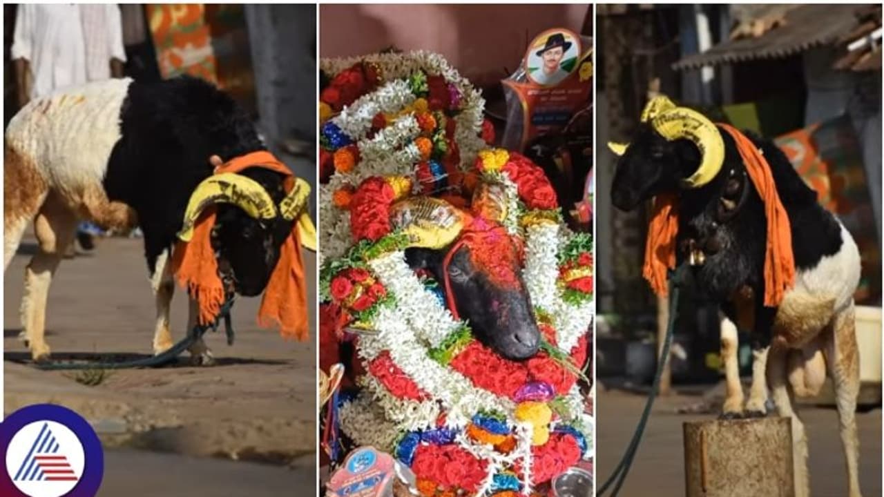 ಟಗರು ಕಾಳಗದ ಕಲಿ ಕಮಲಾಪುರದ ಜಂಗ್ಲಿ ಇನ್ನಿಲ್ಲ: ಪದಕಗಳ ರಣಬೇಟೆಗಾರ ಟಗರು ಕಾಳಗದ ಕಲಿ ಕಮಲಾಪುರದ ಜಂಗ್ಲಿ ಇನ್ನಿಲ್ಲ: ಪದಕಗಳ ರಣಬೇಟೆಗಾರ