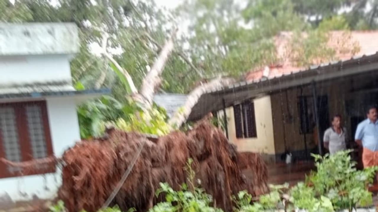 ക്ലാസ് നടക്കവെ സ്കൂൾ കെട്ടിടത്തിന് മുകളിലേക്ക് കൂറ്റൻ ആൽമരം കടപുഴകിവീണു, കുട്ടികൾ രക്ഷപ്പെട്ടത് തലനാരിഴയ്ക്ക് ക്ലാസ് നടക്കവെ സ്കൂൾ കെട്ടിടത്തിന് മുകളിലേക്ക് കൂറ്റൻ ആൽമരം കടപുഴകിവീണു, കുട്ടികൾ രക്ഷപ്പെട്ടത് തലനാരിഴയ്ക്ക്