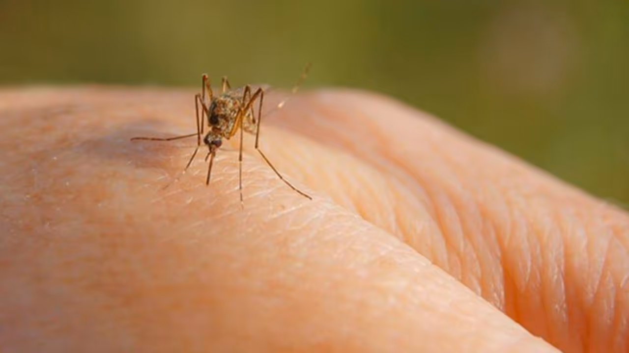 ഡെങ്കിപ്പനി ; കൊതുകിനെ ഓടിക്കാൻ ഇതാ ചില വഴികൾ ഡെങ്കിപ്പനി ; കൊതുകിനെ ഓടിക്കാൻ ഇതാ ചില വഴികൾ