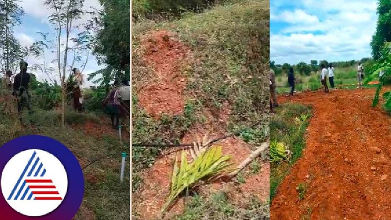 400ಕ್ಕೂ ಅಡಿಕೆ ಸಸಿಗಳು ಕಿತ್ತುಹಾಕಿದ ದುಷ್ಕರ್ಮಿಗಳು; ಕಷ್ಟಪಟ್ಟು ಬೆಳೆದಿದ್ದ ರೈತ ಕಂಗಾಲು! 400ಕ್ಕೂ ಅಡಿಕೆ ಸಸಿಗಳು ಕಿತ್ತುಹಾಕಿದ ದುಷ್ಕರ್ಮಿಗಳು; ಕಷ್ಟಪಟ್ಟು ಬೆಳೆದಿದ್ದ ರೈತ ಕಂಗಾಲು!