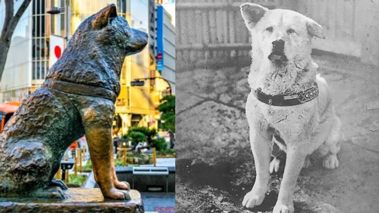 യജമാനൻ മരിച്ചുപോയതറിയാതെ നായ സ്റ്റേഷനിൽ കാത്തിരുന്നത് 10 വർഷം; ഇത് ഹാച്ചിക്കോയ്ക്ക് 100 തികയുന്ന വര്‍ഷം