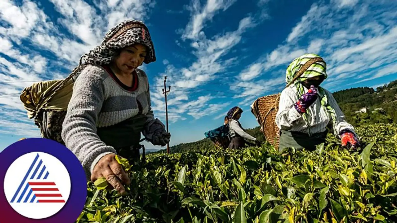 ರೈತರಿಲ್ಲಿ ತಿಂಗಳಿಗೆ MNC ಉದ್ಯೋಗಿಗಳಂತೆ ಲಕ್ಷಗಟ್ಟಲೆ ಸಂಪಾದಿಸ್ತಾರೆ! ರೈತರಿಲ್ಲಿ ತಿಂಗಳಿಗೆ MNC ಉದ್ಯೋಗಿಗಳಂತೆ ಲಕ್ಷಗಟ್ಟಲೆ ಸಂಪಾದಿಸ್ತಾರೆ!