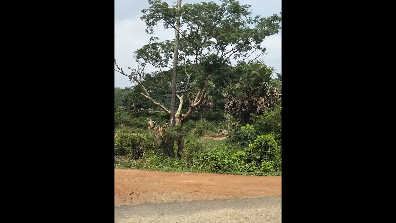 ಅಥಣಿ: ಬರಡು ಭೂಮಿ ಹಸಿರಾಗಿಸಿದ ಅರಣ್ಯಾಧಿಕಾರಿ