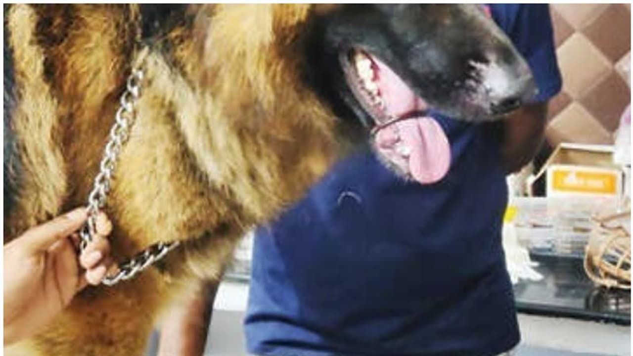 വേദനയിൽ പുളഞ്ഞ് ജർമ്മൻ ഷെപ്പേഡ്, കട്ടിയുള്ള ചങ്ങലക്കൊപ്പമുള്ള ഇരുമ്പ് വളയം വായിൽ കുരുങ്ങി; ഒടുവിൽ രക്ഷ വേദനയിൽ പുളഞ്ഞ് ജർമ്മൻ ഷെപ്പേഡ്, കട്ടിയുള്ള ചങ്ങലക്കൊപ്പമുള്ള ഇരുമ്പ് വളയം വായിൽ കുരുങ്ങി; ഒടുവിൽ രക്ഷ