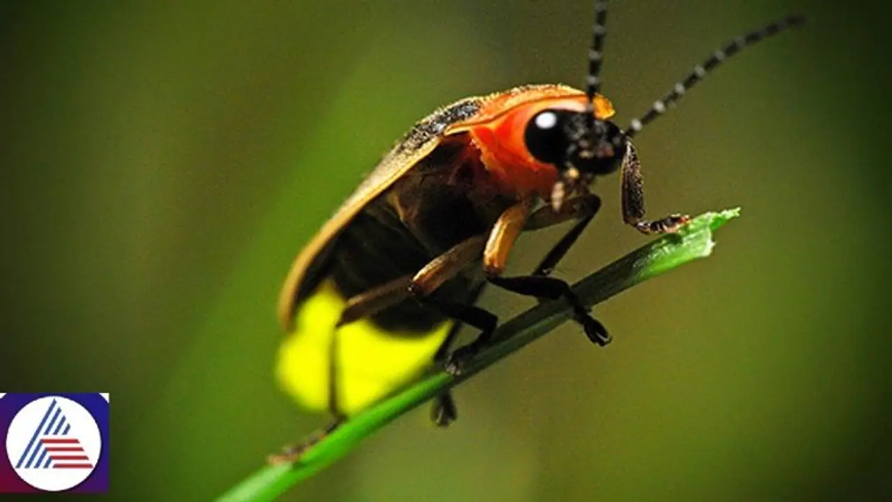 Eco Tourism in Bengaluru: New firefly park mooted in IT hub Eco Tourism in Bengaluru: New firefly park mooted in IT hub