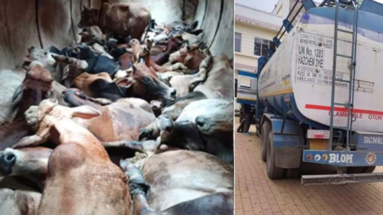 டேங்கர் லாரிக்குள் வைத்து மாடுகள் கடத்தல்.. 11 மாடுகள் சடலமாக மீட்பு.. இருவர் கைது!