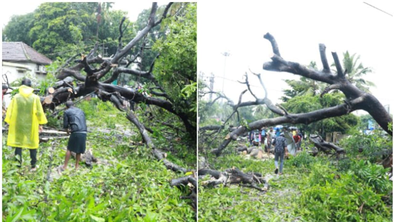 നാശം വിതച്ച് പെരുമഴ, പെരിങ്ങാവില് 100 വര്ഷം പഴക്കമുള്ള കൂറ്റന് മരം കടപുഴകി; കൃഷി നാശം, കർഷകർക്ക് കണ്ണീർ നാശം വിതച്ച് പെരുമഴ, പെരിങ്ങാവില് 100 വര്ഷം പഴക്കമുള്ള കൂറ്റന് മരം കടപുഴകി; കൃഷി നാശം, കർഷകർക്ക് കണ്ണീർ