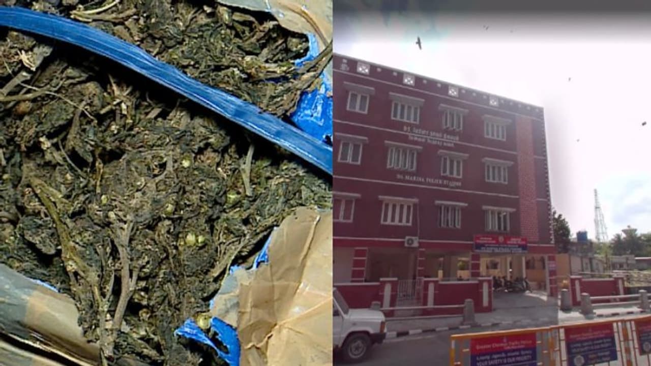 'കഞ്ചാവ് എലി തിന്നു', തുരപ്പന്റെ കാരുണ്യത്തിൽ ശിക്ഷയിൽ നിന്ന് രക്ഷ, ജയിൽ മോചിതരായി രണ്ടുപേർ!