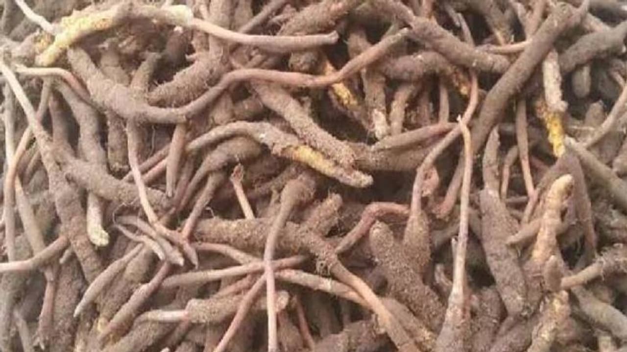 വില ലക്ഷങ്ങൾ, 'ഹിമാലയൻ വയാഗ്ര' എന്നറിയപ്പെടുന്നു, ഉപയോഗിക്കുന്നത് ഇതിനെല്ലാം വില ലക്ഷങ്ങൾ, 'ഹിമാലയൻ വയാഗ്ര' എന്നറിയപ്പെടുന്നു, ഉപയോഗിക്കുന്നത് ഇതിനെല്ലാം