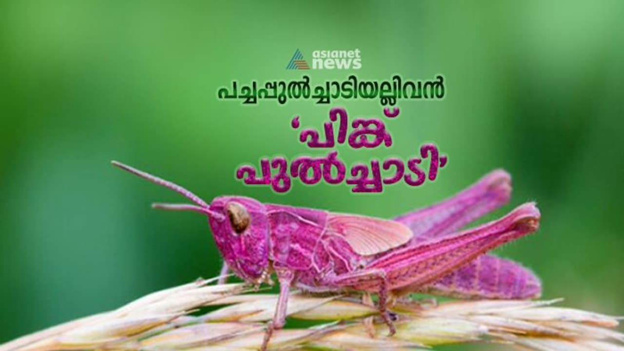 ജീവിതകാലത്ത് കാണാന്‍ ഒരു ശതമാനം മാത്രം സാധ്യത, എന്നിട്ടും ട്വിറ്ററില്‍ നിറ‍ഞ്ഞ് 'പിങ്ക് പുല്‍ച്ചാടി' !