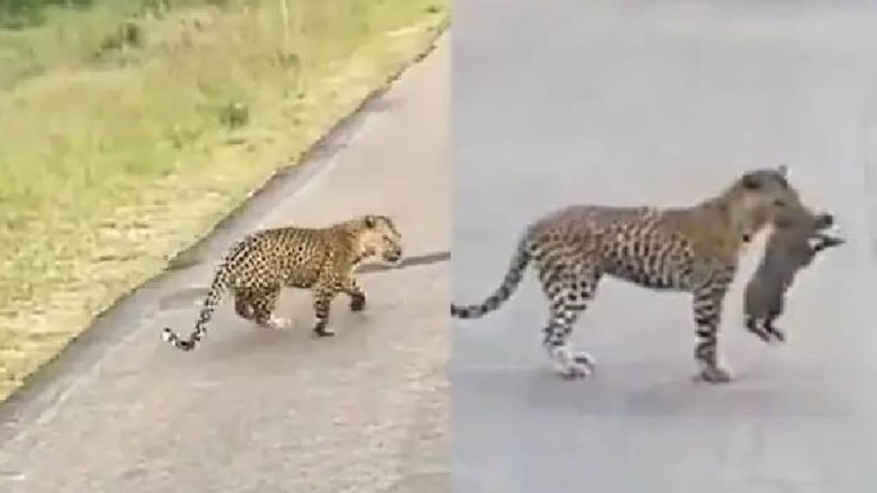 കടിച്ചതുമില്ല, പിടിച്ചതുമില്ല; വൈറലായി പുള്ളിപ്പുലിയുടെ വേട്ടയാടൽ