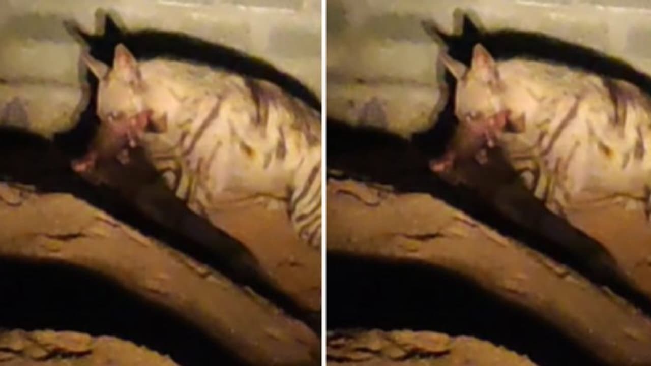 ఎర్రని రక్తంతో తడిసిన నోటితో...జనావాసాల్లో క్రూరజంతువు హైనా కలకలం ఎర్రని రక్తంతో తడిసిన నోటితో...జనావాసాల్లో క్రూరజంతువు హైనా కలకలం