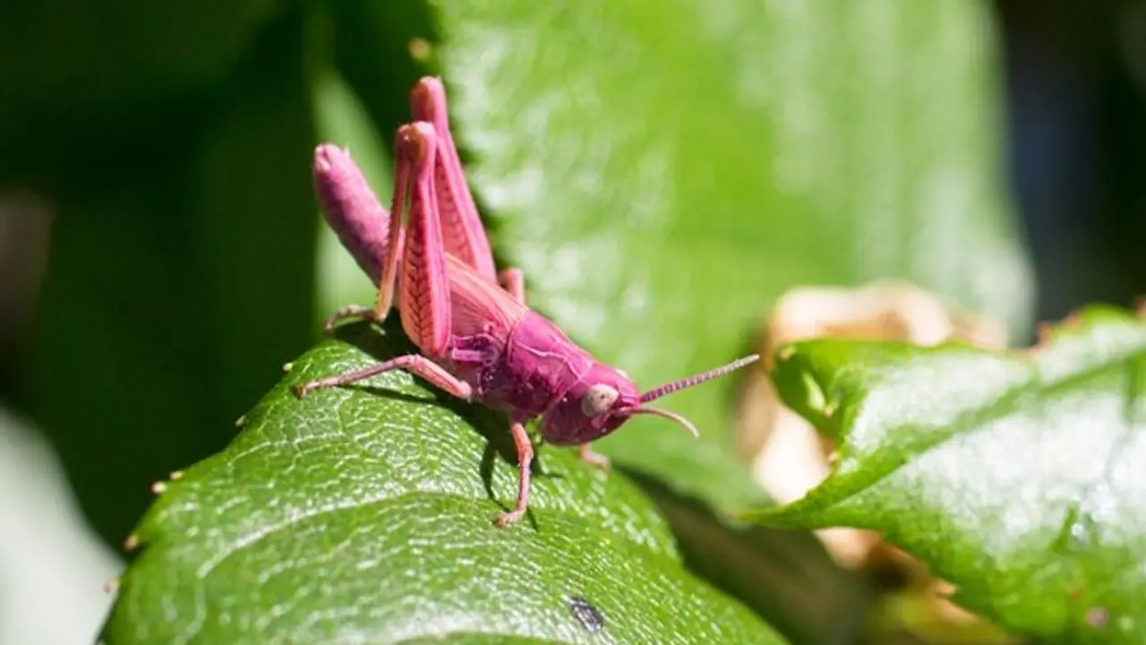 Rare pink grasshoppers: Nature's stunning pink marvels captivate the world's attention! Rare pink grasshoppers: Nature's stunning pink marvels captivate the world's attention!