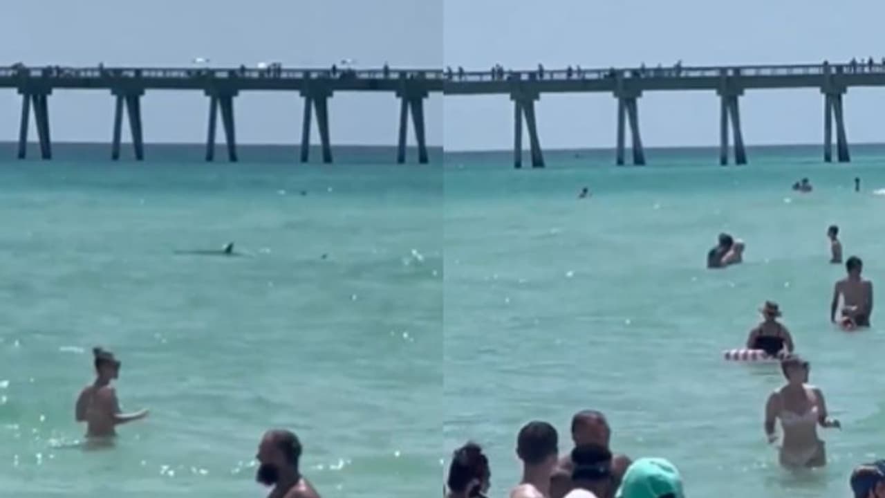 ബീച്ചില് കളിച്ചുകൊണ്ടിരിക്കുന്നതിനിടെ ടൂറിസ്റ്റുകള്ക്ക് നേരെ നീന്തി സ്രാവ്; വീഡിയോ... ബീച്ചില് കളിച്ചുകൊണ്ടിരിക്കുന്നതിനിടെ ടൂറിസ്റ്റുകള്ക്ക് നേരെ നീന്തി സ്രാവ്; വീഡിയോ...