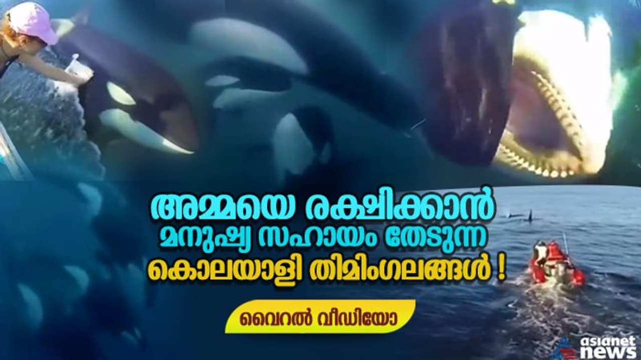 വലയില് കുരുങ്ങിയ അമ്മയെ രക്ഷിക്കാന് മനുഷ്യ സഹായം തേടുന്ന കൊലയാളി തിമിംഗല കുഞ്ഞുങ്ങള്; വൈറല് വീഡിയോ ! വലയില് കുരുങ്ങിയ അമ്മയെ രക്ഷിക്കാന് മനുഷ്യ സഹായം തേടുന്ന കൊലയാളി തിമിംഗല കുഞ്ഞുങ്ങള്; വൈറല് വീഡിയോ !
