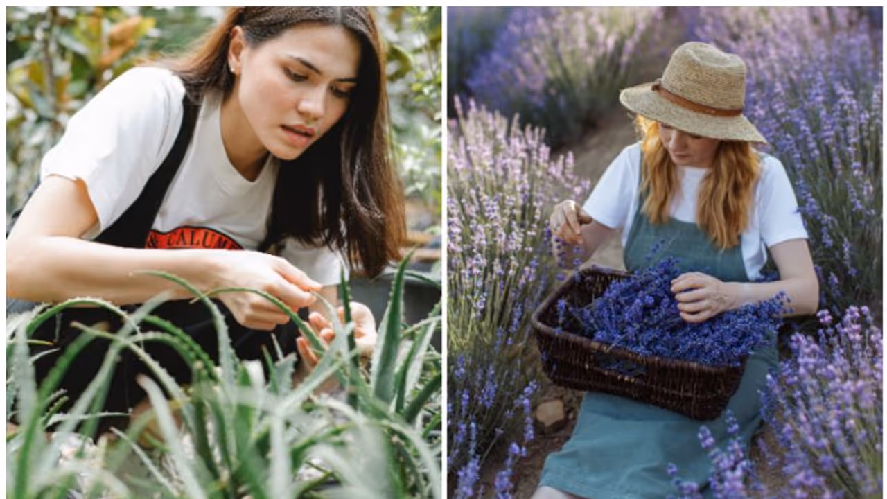Discover the Power of Nature: Aleo vera to Lavender 7 Must Know Medicinal Plants for Natural Health Discover the Power of Nature: Aleo vera to Lavender 7 Must Know Medicinal Plants for Natural Health