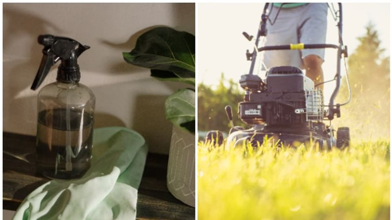 7 effective ways to keep your house pest free during Monsoon 7 effective ways to keep your house pest free during Monsoon