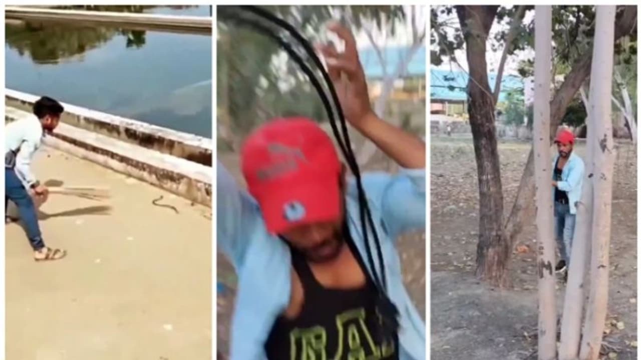 കാഴ്ചക്കാരനായി നിന്നയാളുടെ മേലേയ്ക്ക് അബദ്ധത്തില് പാമ്പിനെ വലിച്ചെറിയുന്ന വീഡിയോ വൈറല് ! കാഴ്ചക്കാരനായി നിന്നയാളുടെ മേലേയ്ക്ക് അബദ്ധത്തില് പാമ്പിനെ വലിച്ചെറിയുന്ന വീഡിയോ വൈറല് !