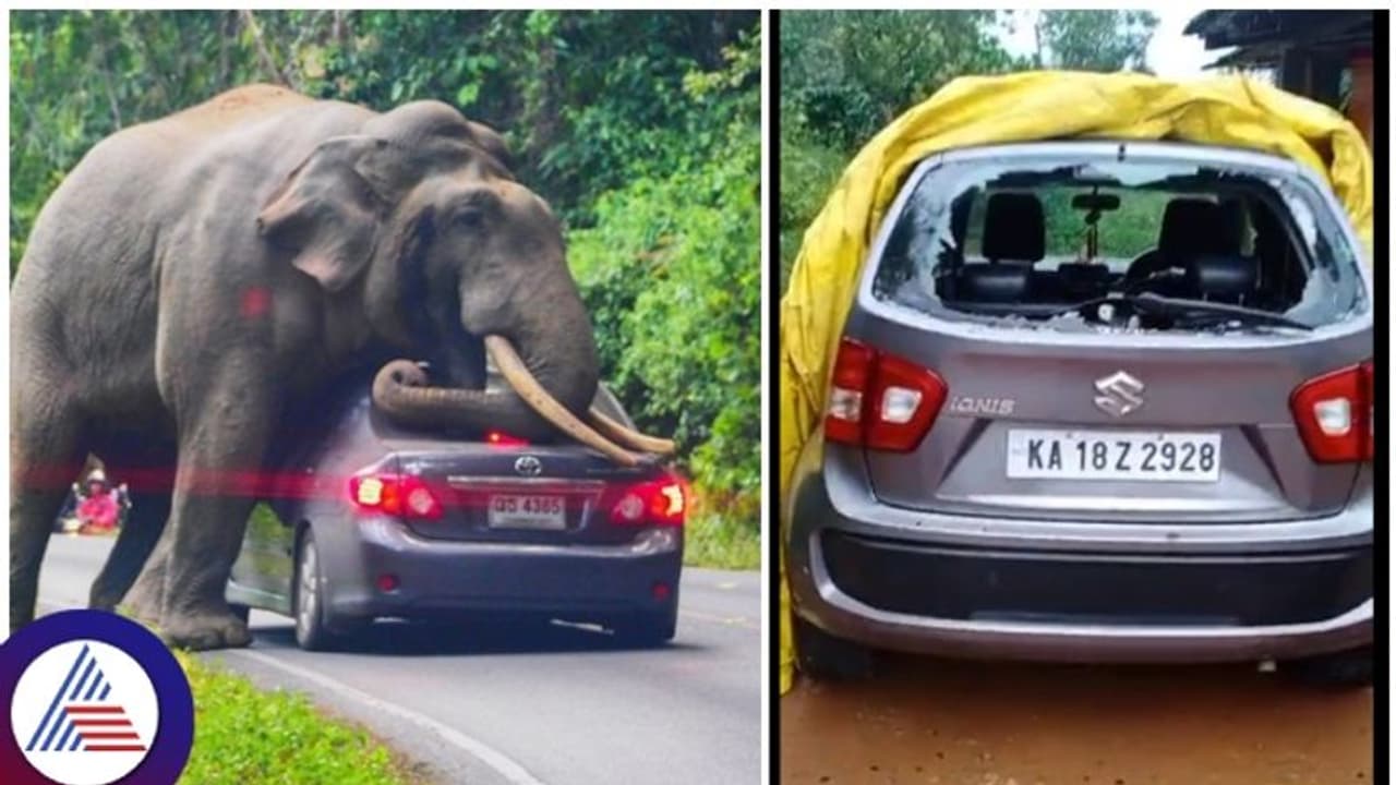 ಕಾಡಾನೆಯ ಭರ್ಜರಿ ಸೇಡು, ಮನೆಮುಂದೆ ನಿಲ್ಲಿಸಿದ ಕಾರು ಜಖಂಗೊಳಿಸಿ ಪರಾರಿ ಕಾಡಾನೆಯ ಭರ್ಜರಿ ಸೇಡು, ಮನೆಮುಂದೆ ನಿಲ್ಲಿಸಿದ ಕಾರು ಜಖಂಗೊಳಿಸಿ ಪರಾರಿ