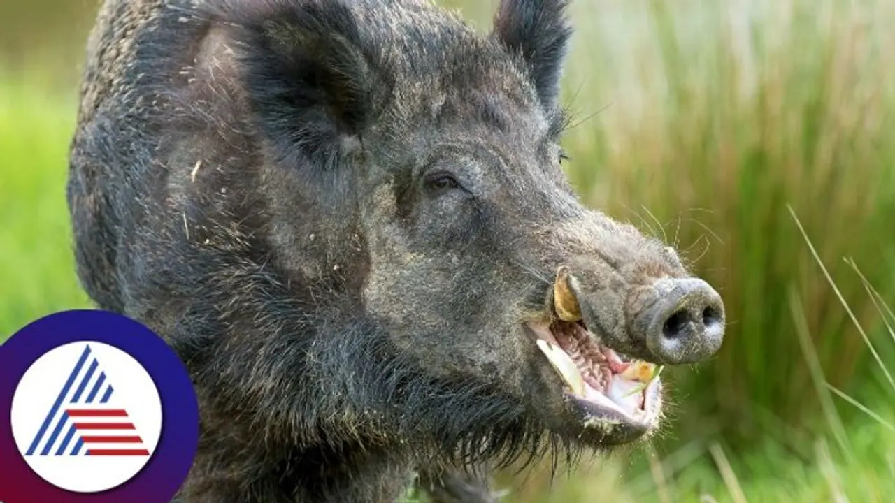 Dharwad: 80 percent rain shortage sees wild animals targeting crops Dharwad: 80 percent rain shortage sees wild animals targeting crops